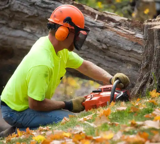 tree services Rawson